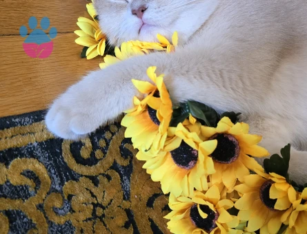 CY12 BRITISH SHORT HAIR OĞLUMA EŞ ARIYORUM