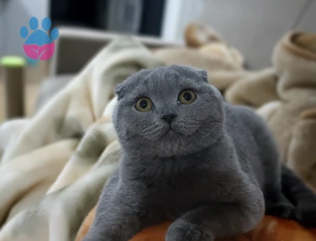 Scottish Fold Dişi Kedime Eş Arıyorum