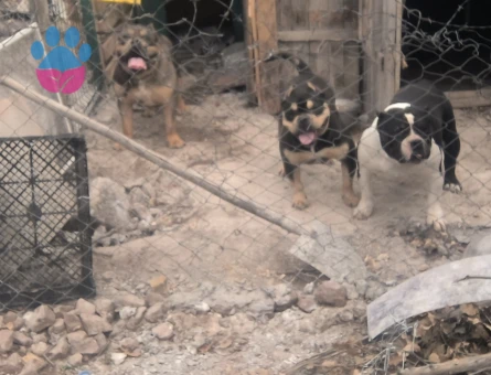 Tri merle özel renk erkek