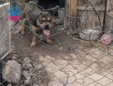 Tri merle özel renk erkek