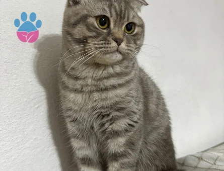 Scottish Fold Kedime Dişi Eş Arıyorum.