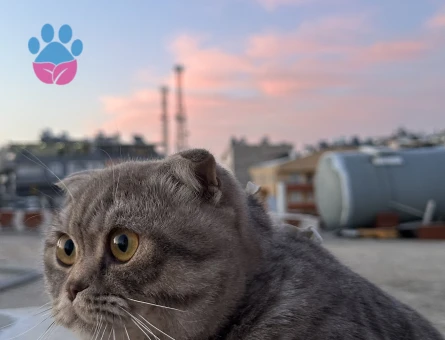 Scottish Fold Kedime Dişi Eş Arıyorum.