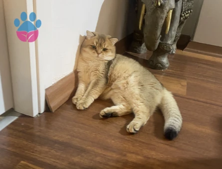 Oğluma eş arıyoruz .