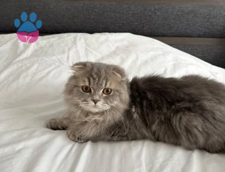 Scotish long hair oğluma dişi kedi arıyorum