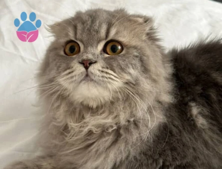 Scotish long hair oğluma dişi kedi arıyorum