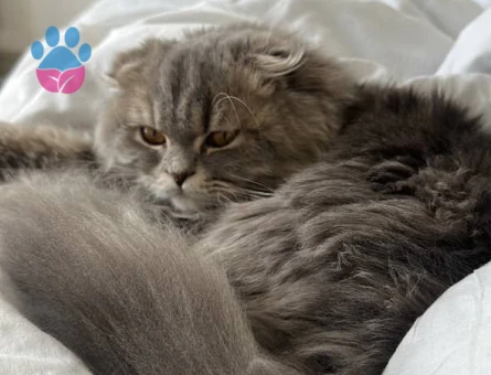Scotish long hair oğluma dişi kedi arıyorum