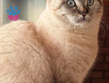 Prensesime prens arıyorum