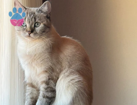 Prensesime prens arıyorum