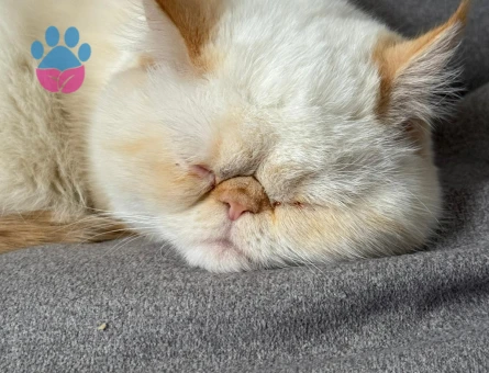 Dişi iran kedimize eş arıyoruz