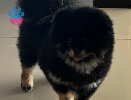 Ayı Surat Dişi Pom Eş