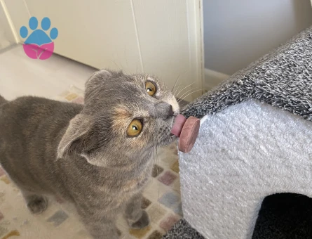 1 Yaşında Scottish Fold Kedim Eş Arıyor