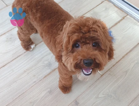 Erkek Toy Poodle 1 Yaşında Eş Arıyor