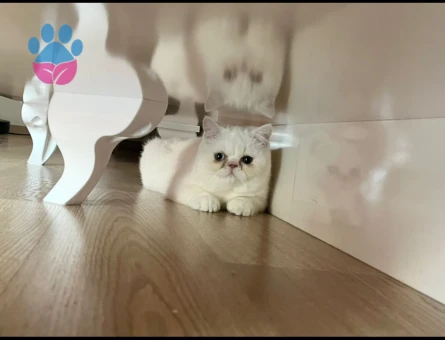Exotic Shorthair Kızım Bihter'e Eş Arıyorum