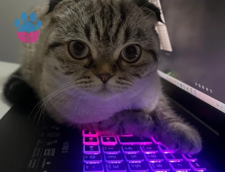 Scottish Fold 1 Yaşında Erkek Kızgınlıkta