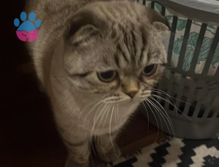 Scottish Fold 1 Yaşında Erkek Kızgınlıkta