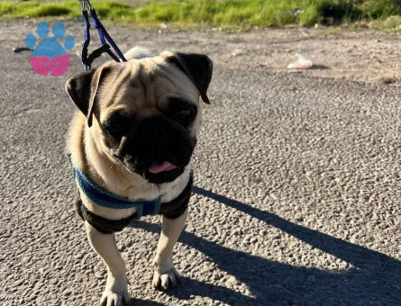 Pug 2 Yaşında Kızgınlıkta Eş Arıyor