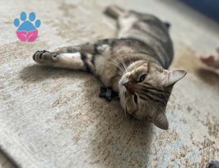 British golden tabby