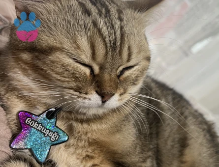 British golden tabby