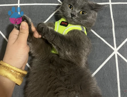 Kızım zeusa eş arıyorum 1.5yaşında