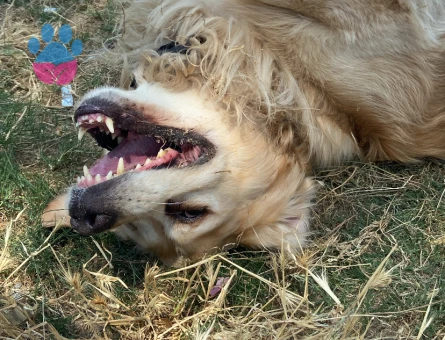 8 Yaşında Erkek Golden Retriever – Sadece Eş Aranıyor (Satılık Değil)