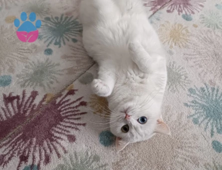 Kızımıza eş arıyoruz