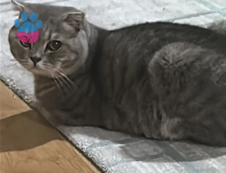 Oğlumuza British shorthair eş arıyoruz