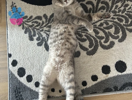 Oğlumuza British shorthair eş arıyoruz
