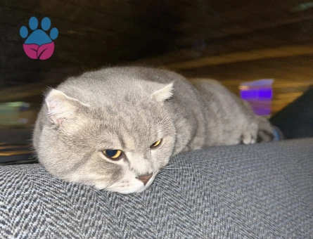 Oğlumuza British shorthair eş arıyoruz