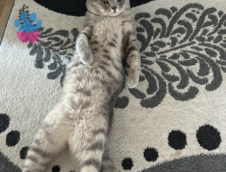 Oğlumuza British shorthair eş arıyoruz