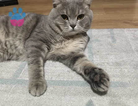 Oğlumuza British shorthair eş arıyoruz