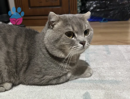Oğlumuza British shorthair eş arıyoruz