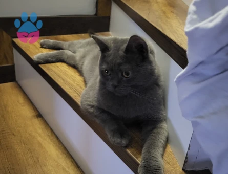 Marshall için eş (dişi) arıyoruz