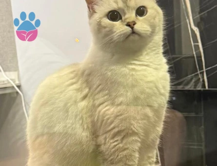 British Shorthair Kızım Şans Eş Arıyor - 118984166