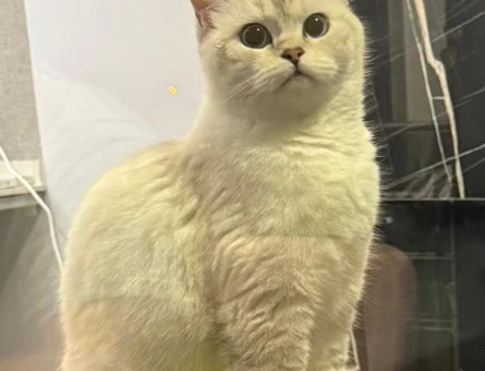 British Shorthair Kızım Şans Eş Arıyor - 118984166