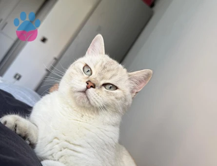 British Shorthair Kızım Şans Eş Arıyor