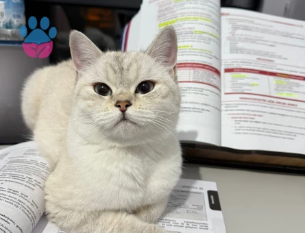 British Shorthair Kızım Şans Eş Arıyor