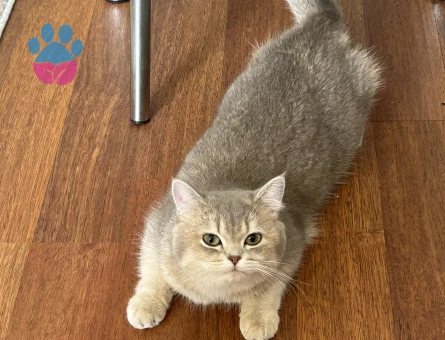 British Shorthair 10 Aylık Kızım Eş Arıyor - 118984170