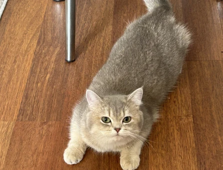 British Shorthair 10 Aylık Kızım Eş Arıyor - 118984170