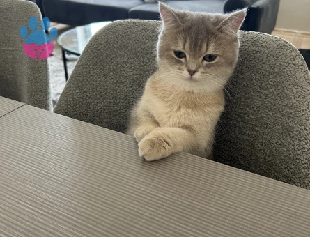 British Shorthair 10 Aylık Kızım Eş Arıyor