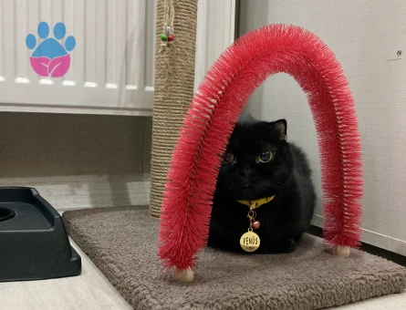 Siyah Dişi Scottish Fold Kedime Eş Arıyorum