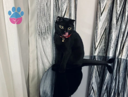 Siyah Dişi Scottish Fold Kedime Eş Arıyorum
