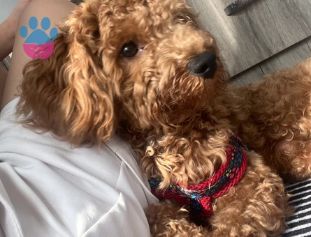 Toy Poodle 1 Yaşında Köpeğime Eş Arıyorum - 118984179
