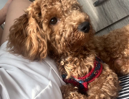 Toy Poodle 1 Yaşında Köpeğime Eş Arıyorum - 118984179