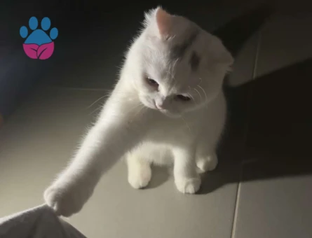 Scottish fold 1 Yaşında Dişi - 118984181