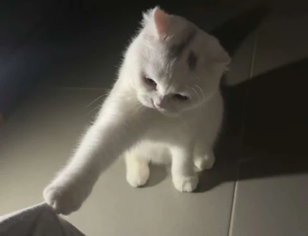 Scottish fold 1 Yaşında Dişi - 118984181
