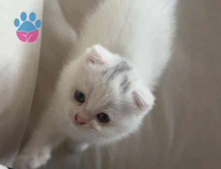 Scottish fold 1 Yaşında Dişi