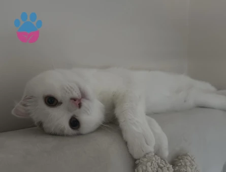 Scottish fold 1 Yaşında Dişi