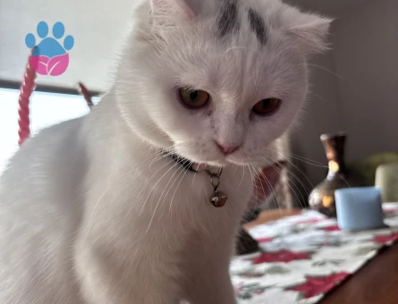 Scottish fold 1 Yaşında Dişi