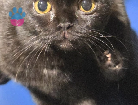 Scottish Fold 1 Yaşında Dişi Kedim Eş Arıyor