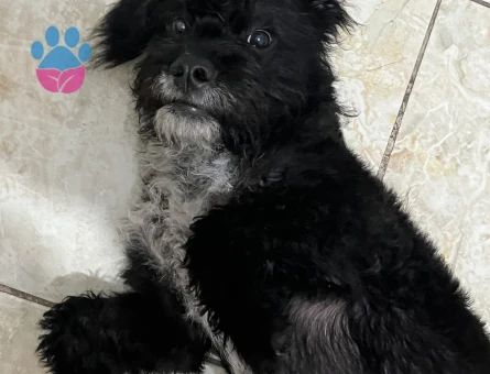 British Oğlumuza Eş Arıyoruz